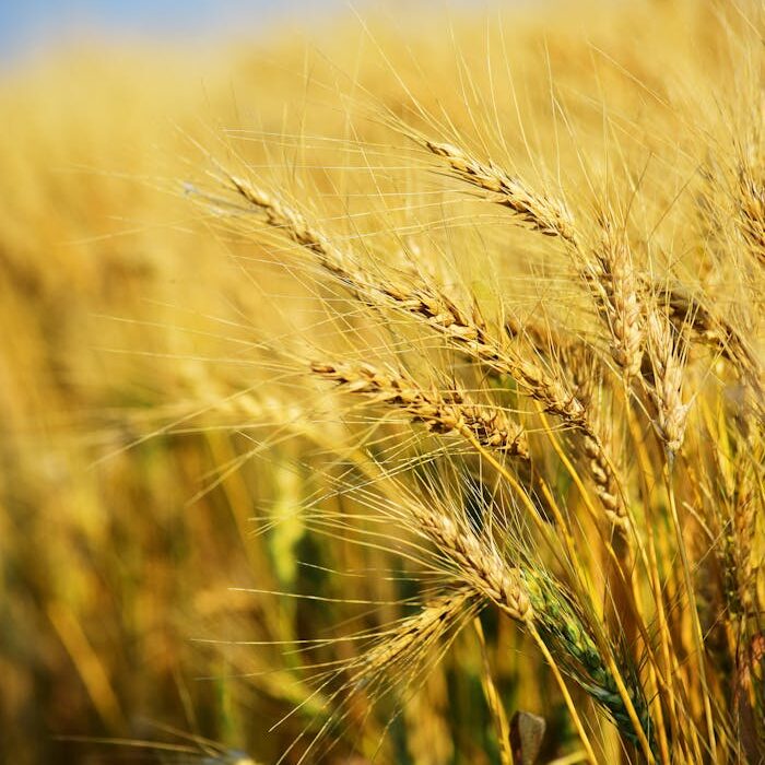 Closeup Photography of Rice Grains